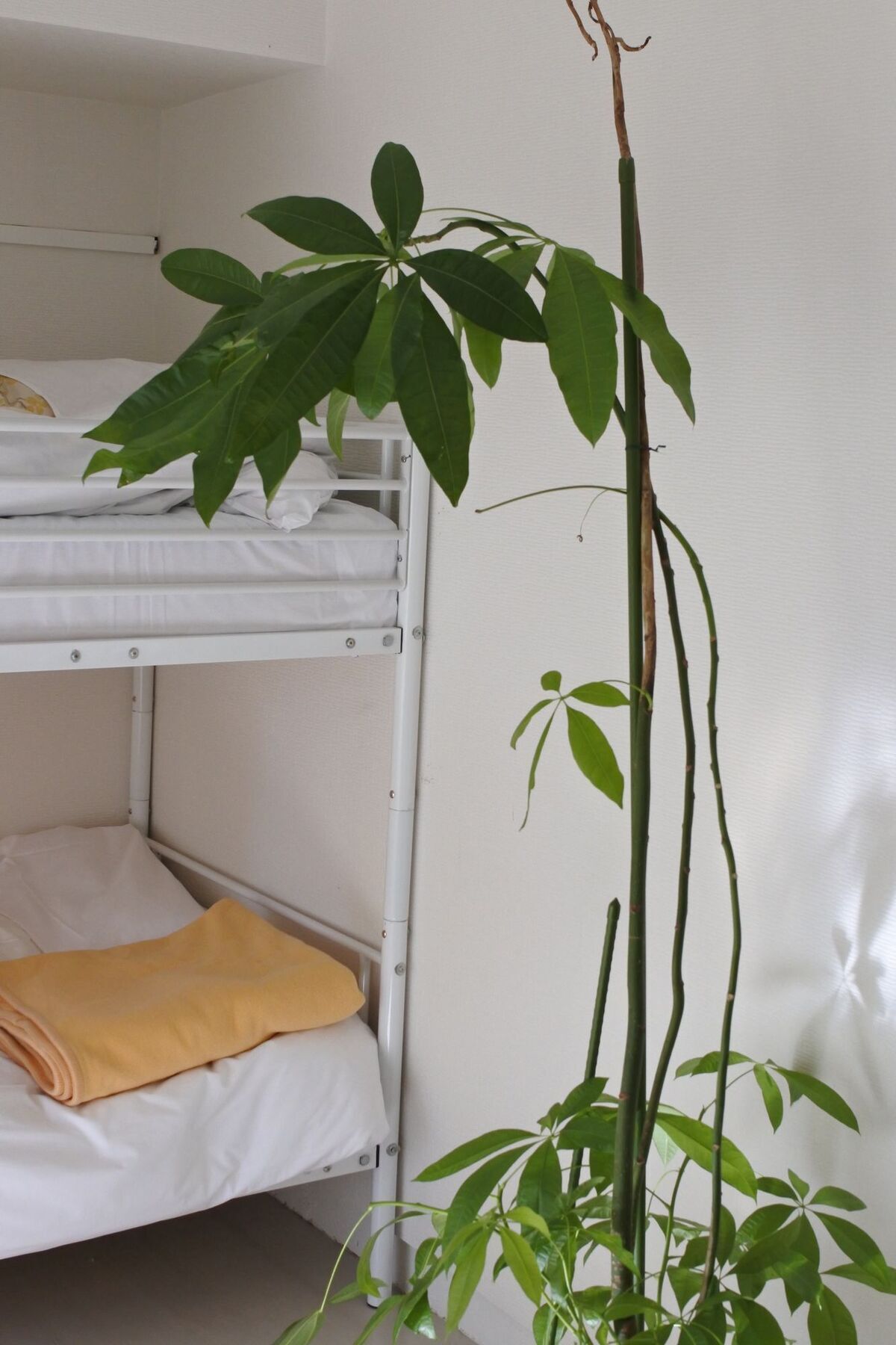 Kagoshima Guest House M104 - Hostel エクステリア 写真